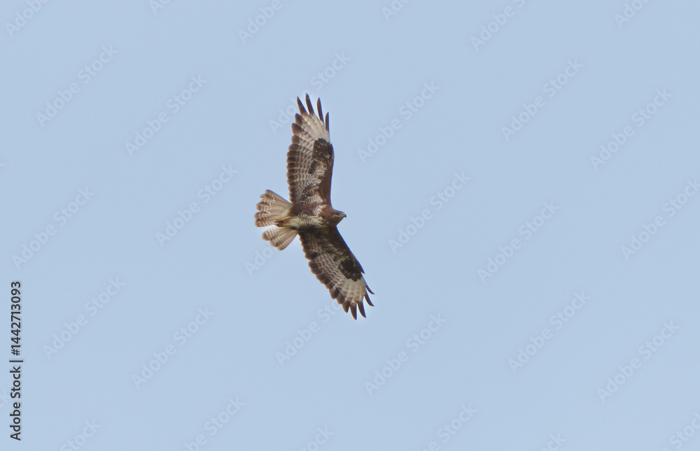 Fototapeta premium Buzzard flying above