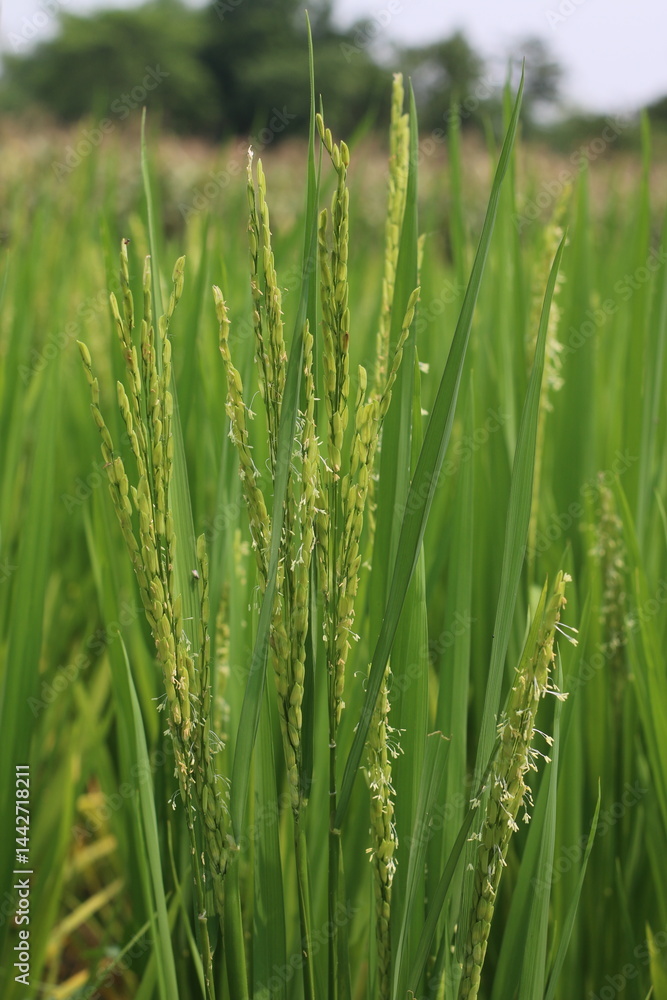 Obraz premium green wheat field
