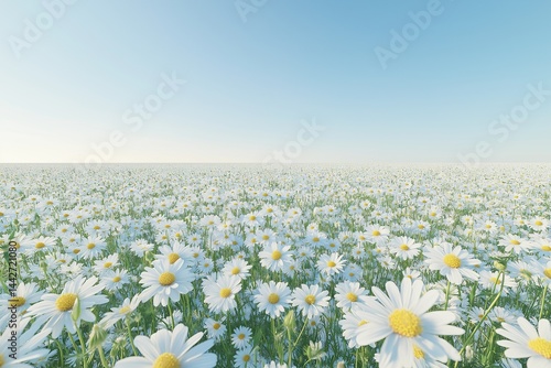 A vast field of wild chamomile flowers, stretching under a clear blue sky.
