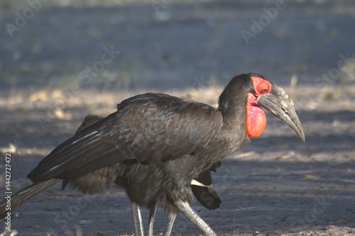 red billed hornbill