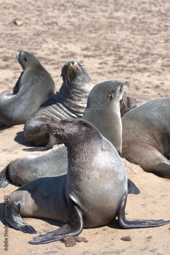 seal in sud africa , Animal of africa