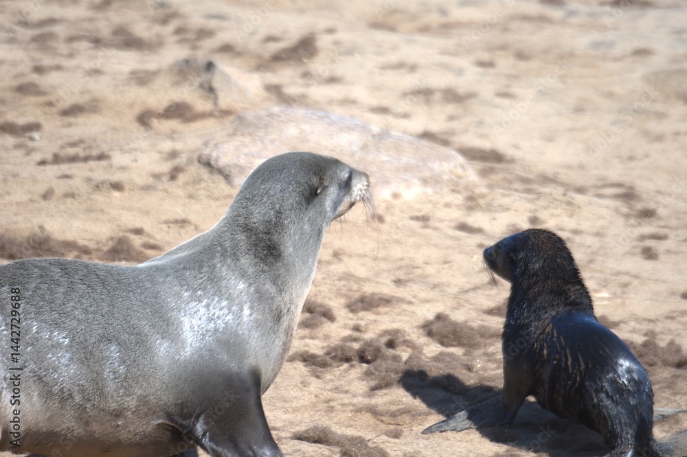 Fototapeta premium seal in sud africa , Animal of africa