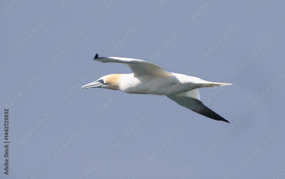 Fototapeta premium A gannet in flight