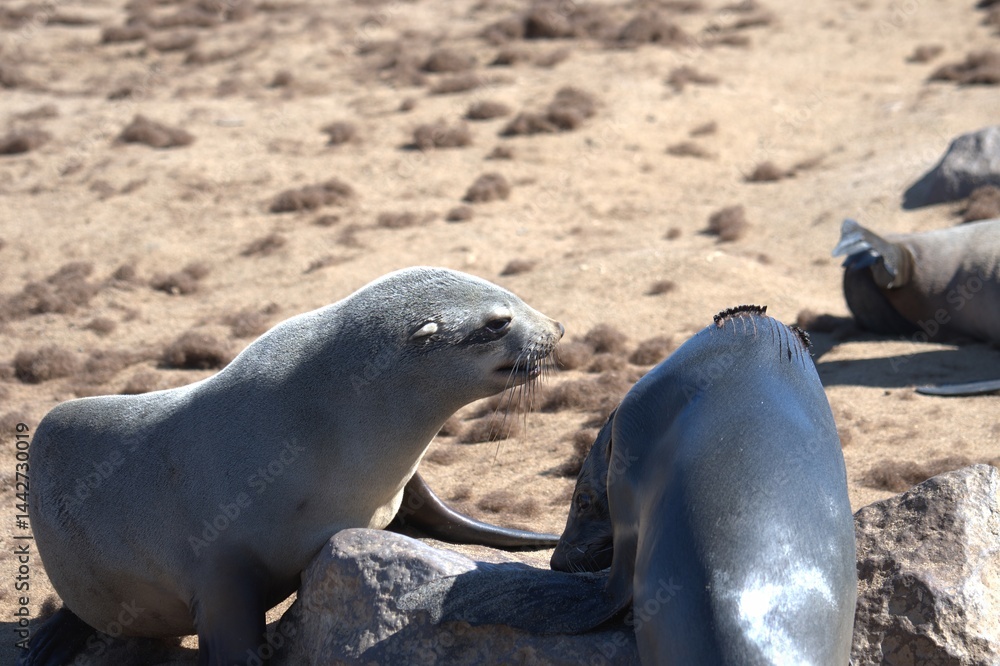 Obraz premium seal in sud africa , Animal of africa