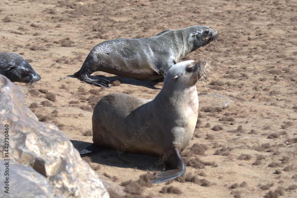 Fototapeta premium seal in sud africa , Animal of africa