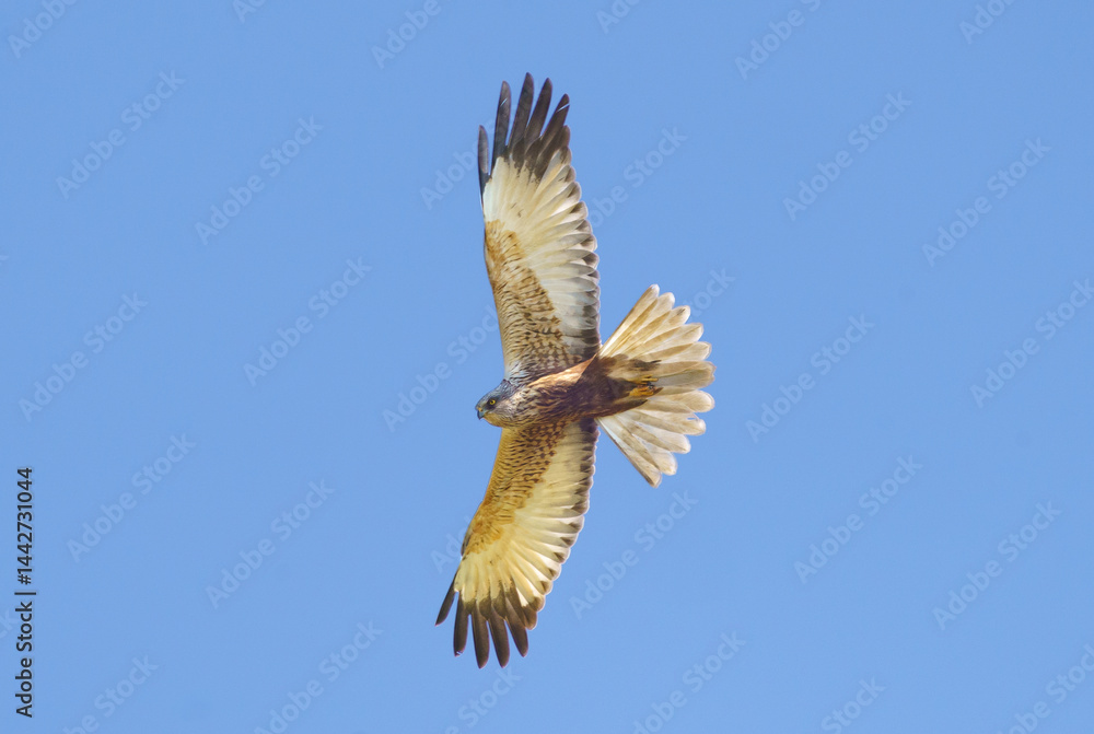 Obraz premium A Buzzard soaring above in the sky