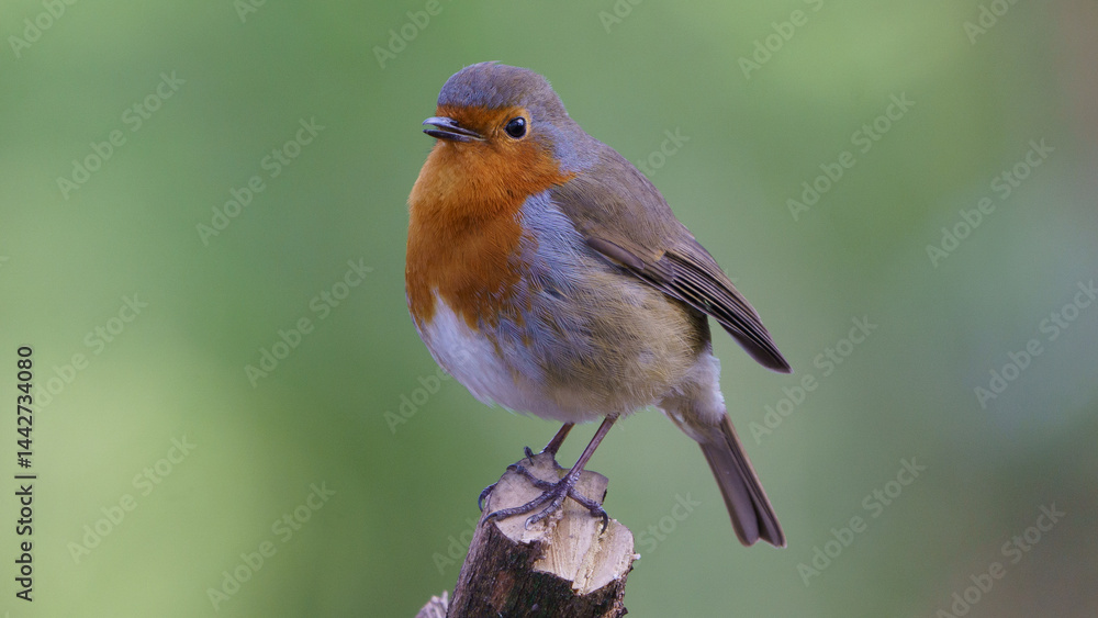 Fototapeta premium Beautiful robin perched