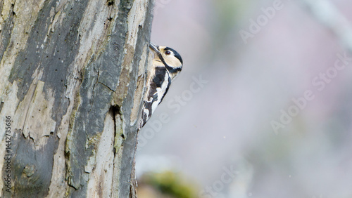 A lesser spotted woodpecker on a tree