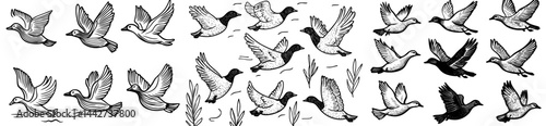 A compilation of bird outlines in diverse flight positions, perfect for nature, wildlife, or bird-themed designs