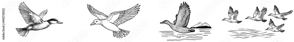 Fototapeta premium A flying duck's sleek silhouette embodies the spirit of wildlife and freedom found in nature