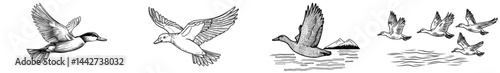 A flying duck's sleek silhouette embodies the spirit of wildlife and freedom found in nature