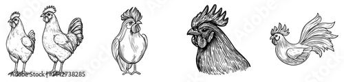A stylized silhouette of a rooster in black and white highlights its notable feathers and unique shape