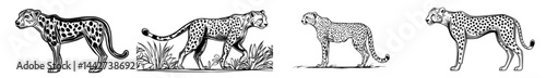 A cheetah's silhouette is depicted with spots in a black and white illustration
