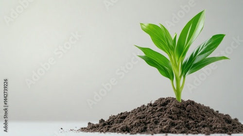 Wallpaper Mural A vibrant young plant sprouts from a mound of rich soil.  A symbol of growth and new beginnings Torontodigital.ca