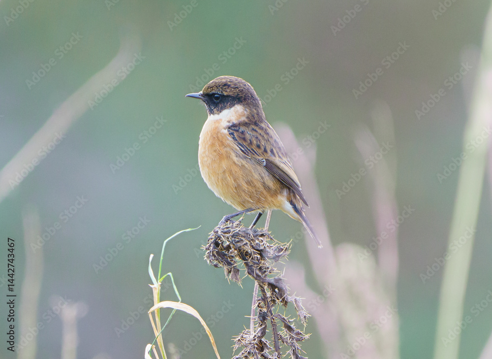 Naklejka premium A stone chat perched