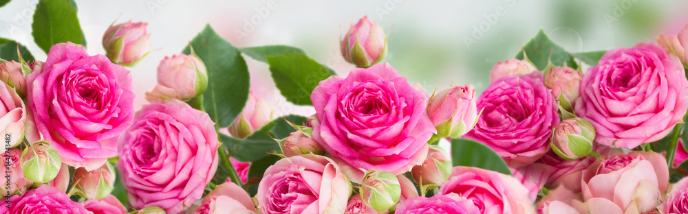 border of fresh pink roses on blue background with copy space border of fresh pink roses on blue background with copy space