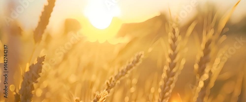 golden wheat field