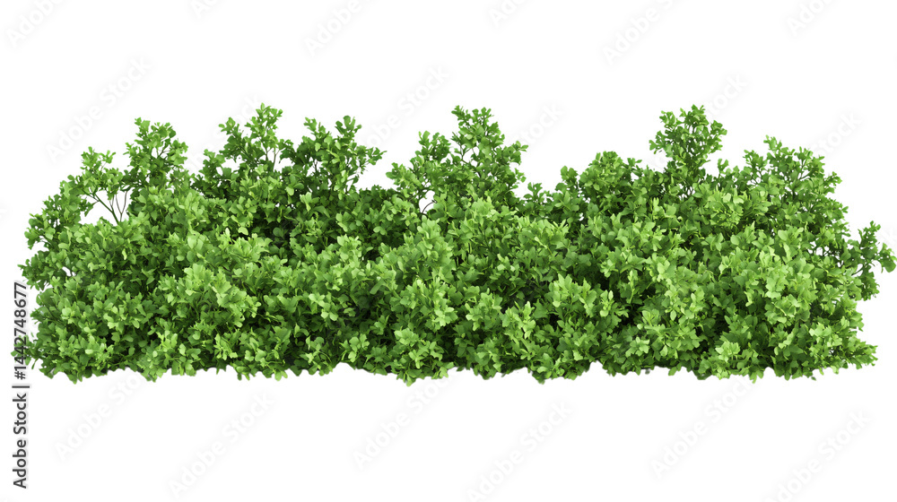 Fresh Parsley Herb Isolated on White Background for Culinary Design Fresh Parsley Herb Isolated on White Background for Culinary Design