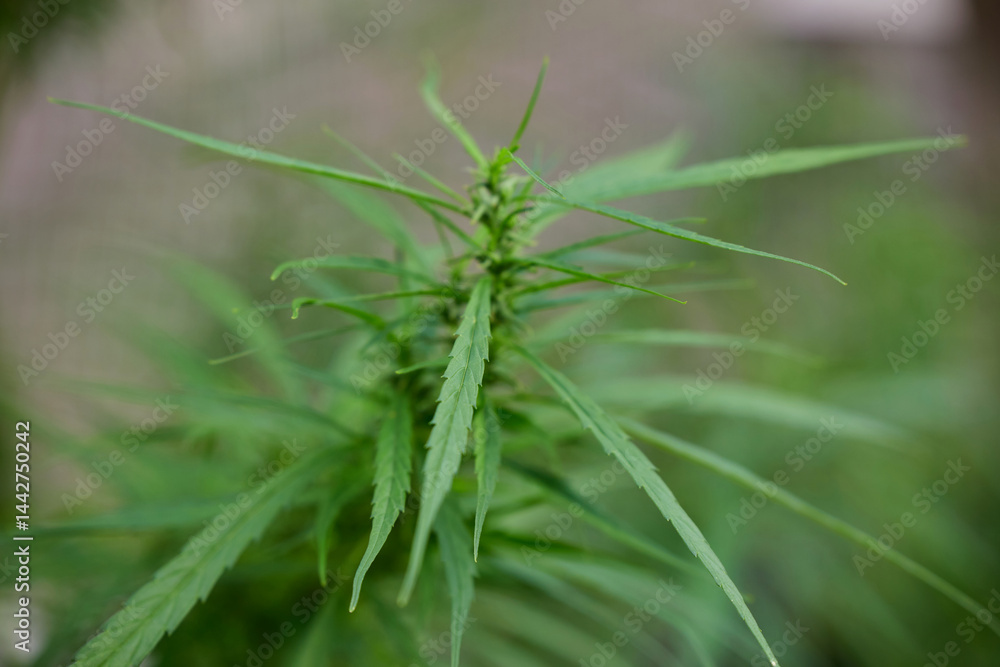 Close-up view of cannabis grow up on field Close-up view of cannabis grow up on field