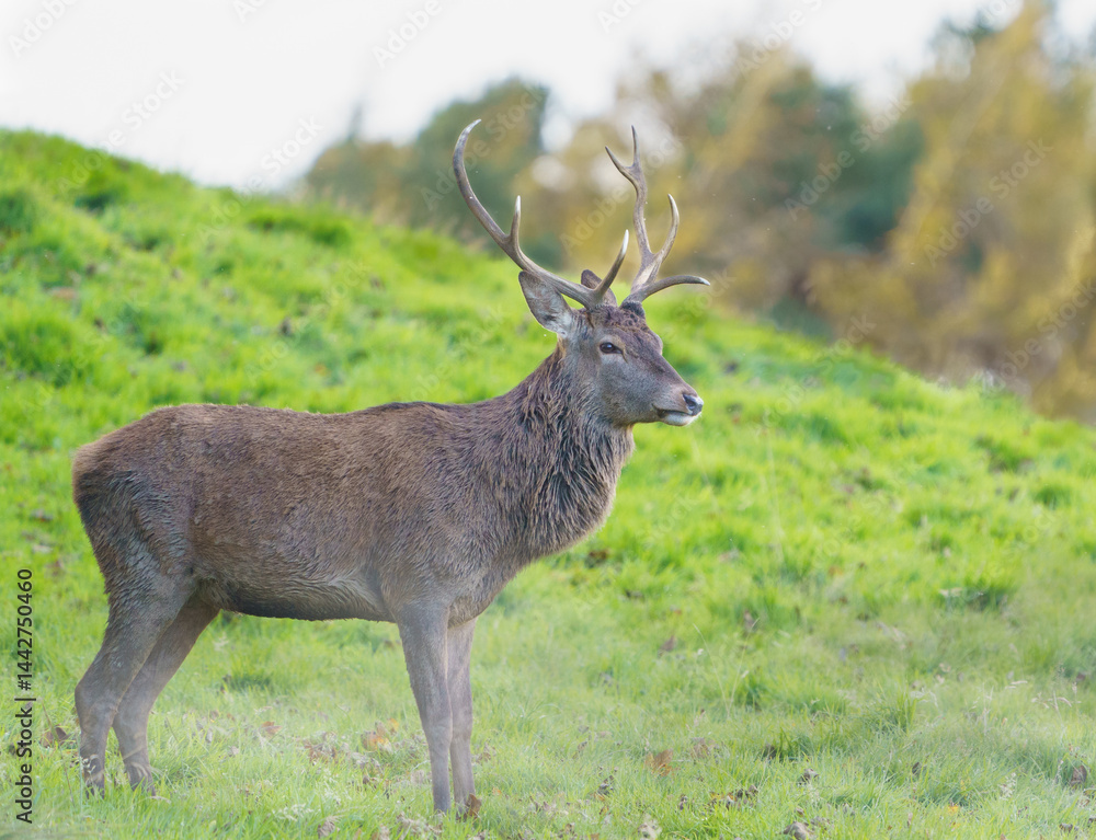 Deer in the wild Deer in the wild