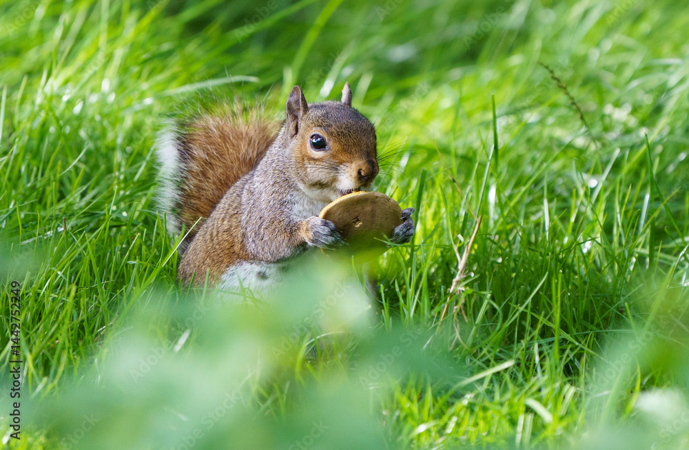 Fototapeta premium Grey squirrel in nature