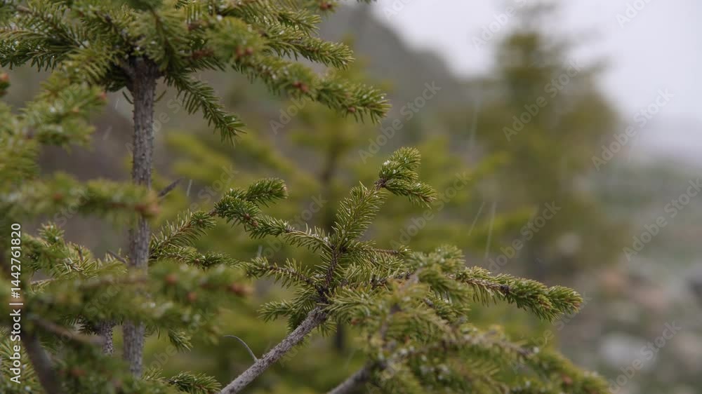 Snow drifts gently around pine and cypress trees in June, creating a serene winter atmosphere