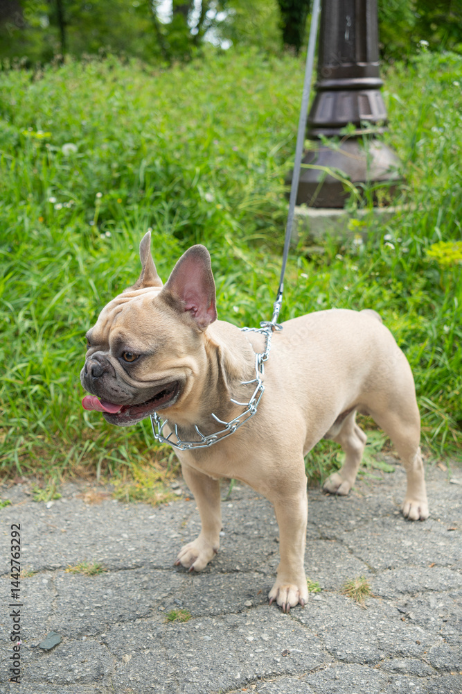 Fototapeta premium Fawn French Bulldog with a prong collar and leash stands on a paved path near green grass and a lamppost on an overcast day