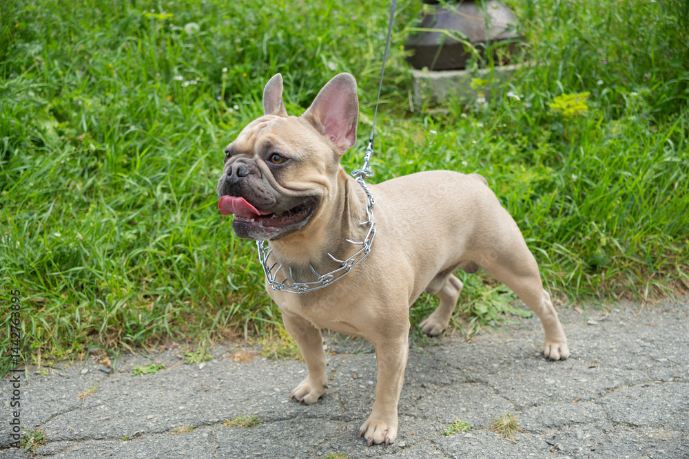 Fototapeta premium Happy fawn French Bulldog with a prong collar and leash stands on a cracked pavement with lush green grass in the background