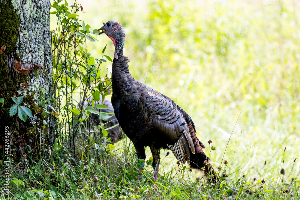Wild Turkey Wild Turkey