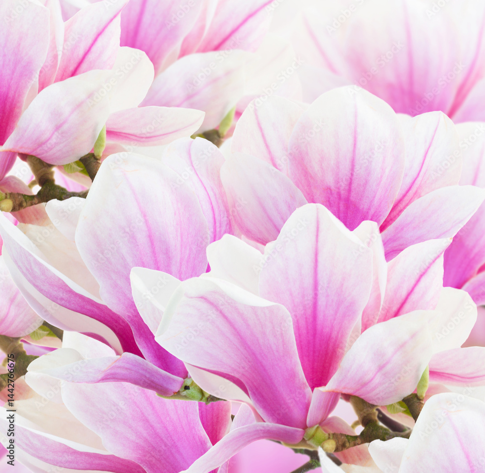 blooming fresh pink and white magnolia garden blooming fresh pink and white magnolia garden