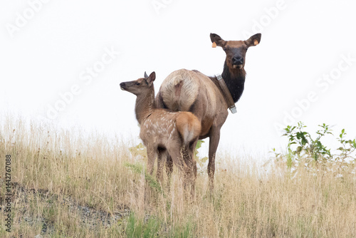 Elk