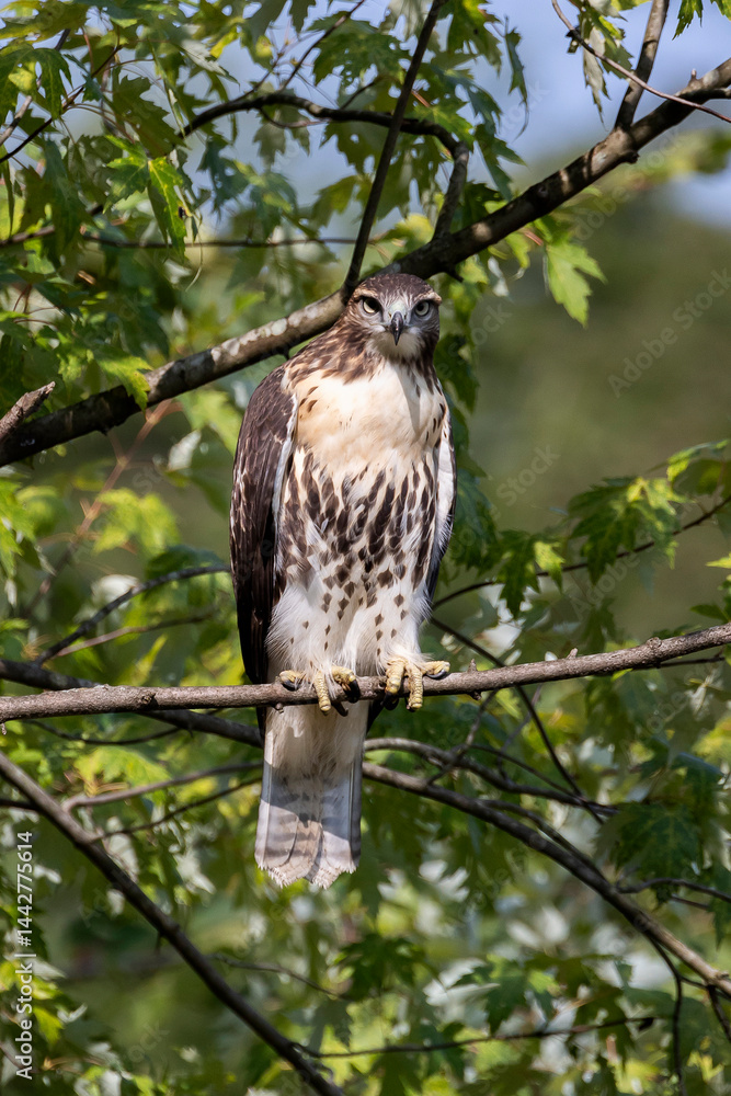 Red Tailed Hawk Red Tailed Hawk
