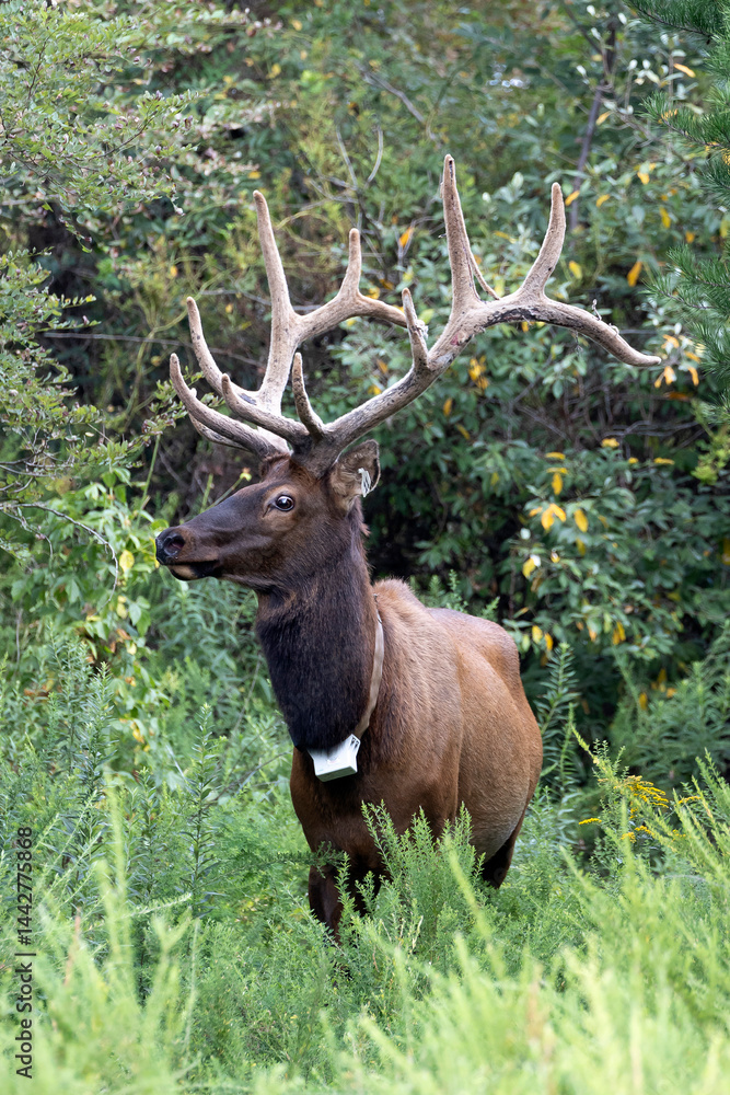 Fototapeta premium Elk