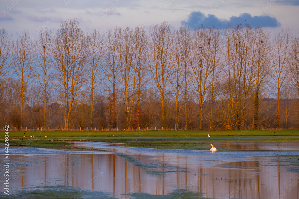 Swan swimming in flooded field with bare trees and birds nests in Sougeal, Brittany, France