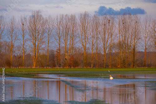 Obraz na płótnie Swan swimming in flooded field with bare trees and birds nests in Sougeal, Brittany, France w salonie