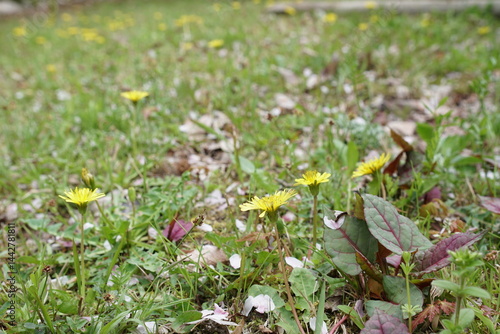原っぱに咲くタンポポ