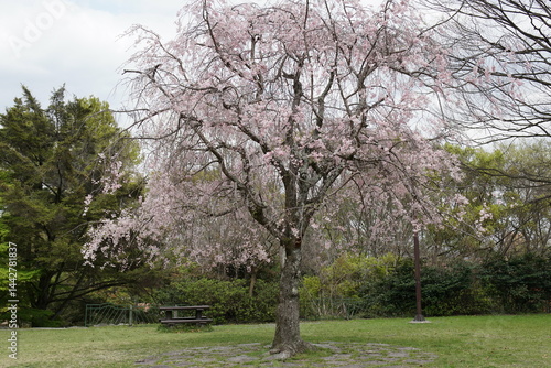 公園の中央で咲く枝垂桜