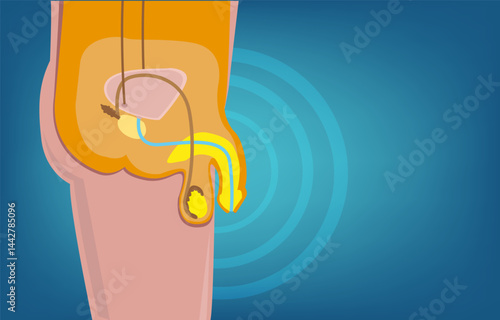 Male Reproductive System Cut out Diagram with a wave focus for concepts like health, diseases, sexuality and more. Editable ESP10 Vector Illustration.
