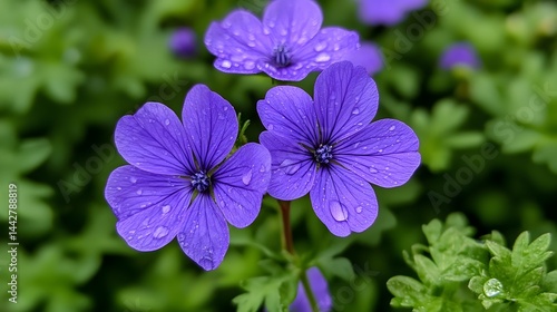 Wallpaper Mural Purple Flower with Dewdrops Torontodigital.ca