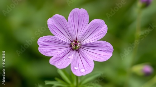 Close-up of a Vibrant Purple Flower with Dewdrops
