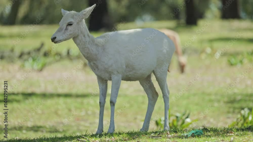 White fawn standing in grass field White fawn standing in grass field