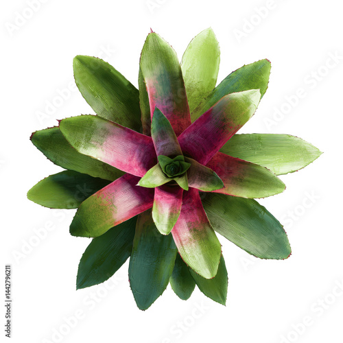 Aerial View of a Vibrant Bromeliad Plant with Green and Pink Leaves
