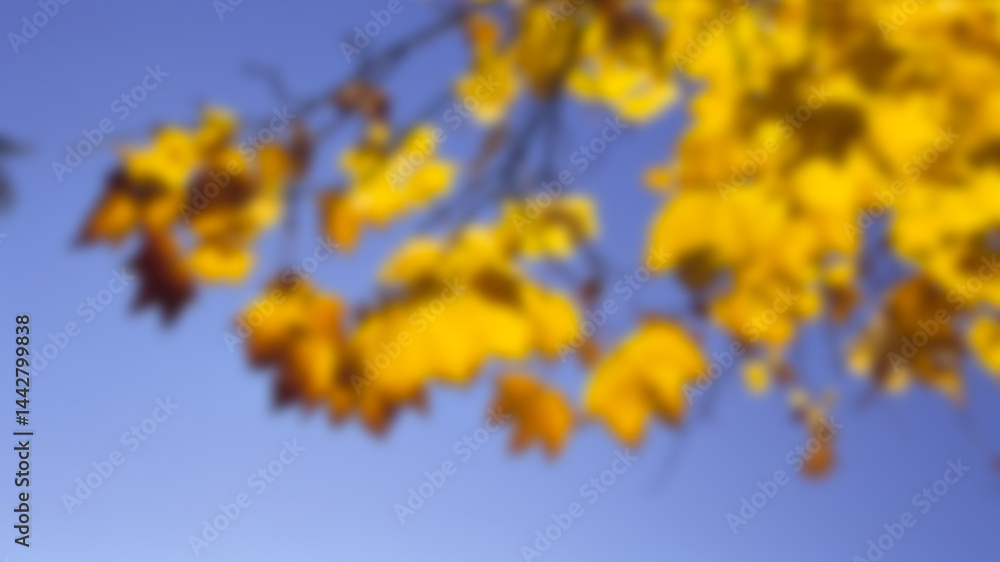 Obraz premium Bright yellow foliage in the autumn park, blurred background.