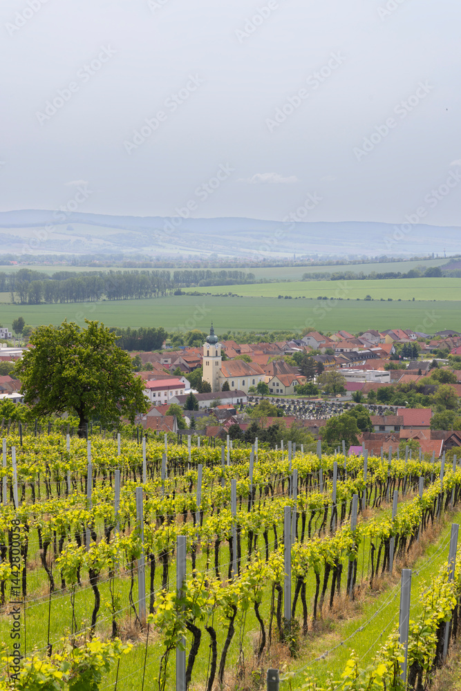 Scenic vineyards overlooking Blatnice pod Svatym Antoninkem in South Moravia, Czechia
