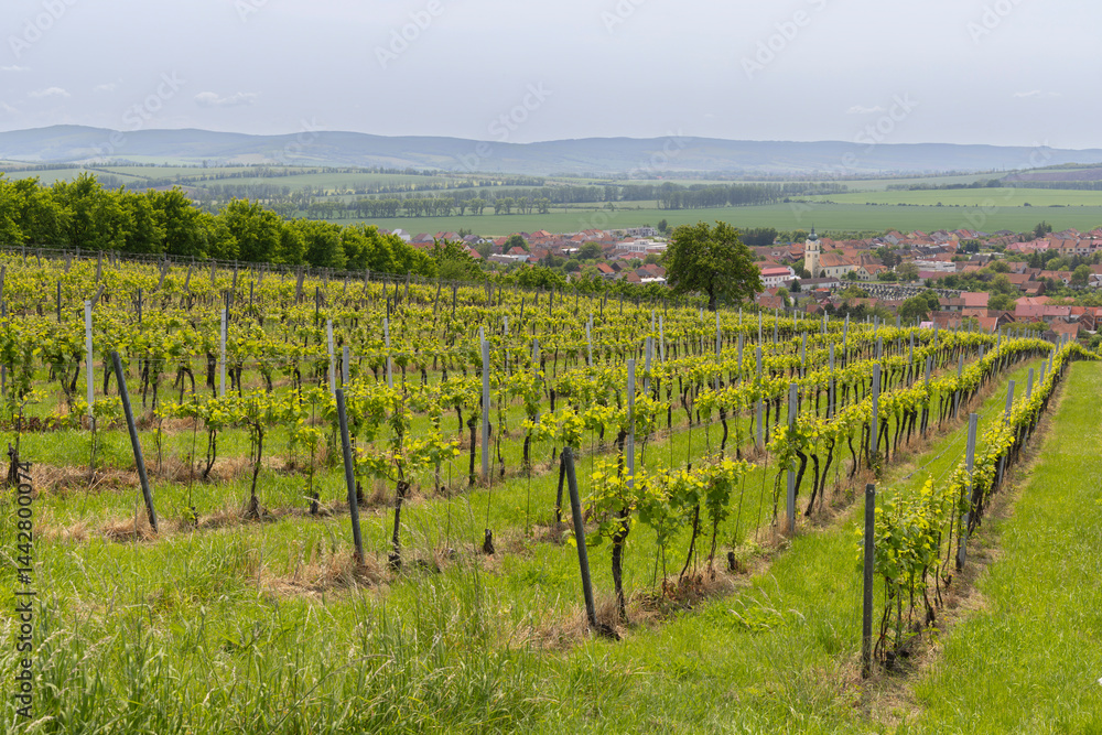 Vineyard covering the hills surrounding Blatnice pod Svatym Antoninkem in Czechia