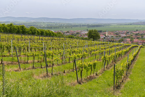 Obraz na płótnie Vineyard covering the hills surrounding Blatnice pod Svatym Antoninkem in Czechia w salonie