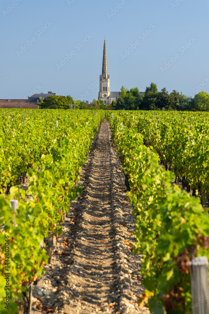 Lush vineyard rows leading to Saint Julien Beychevelle church in Nouvelle Aquitaine, France