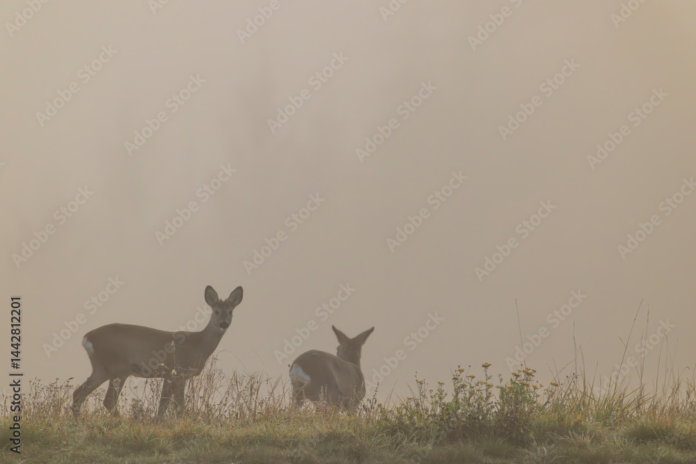 Two roe deer standing in foggy field at dawn