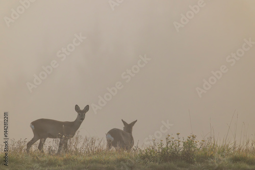Obraz na płótnie Two roe deer standing in foggy field at dawn w salonie