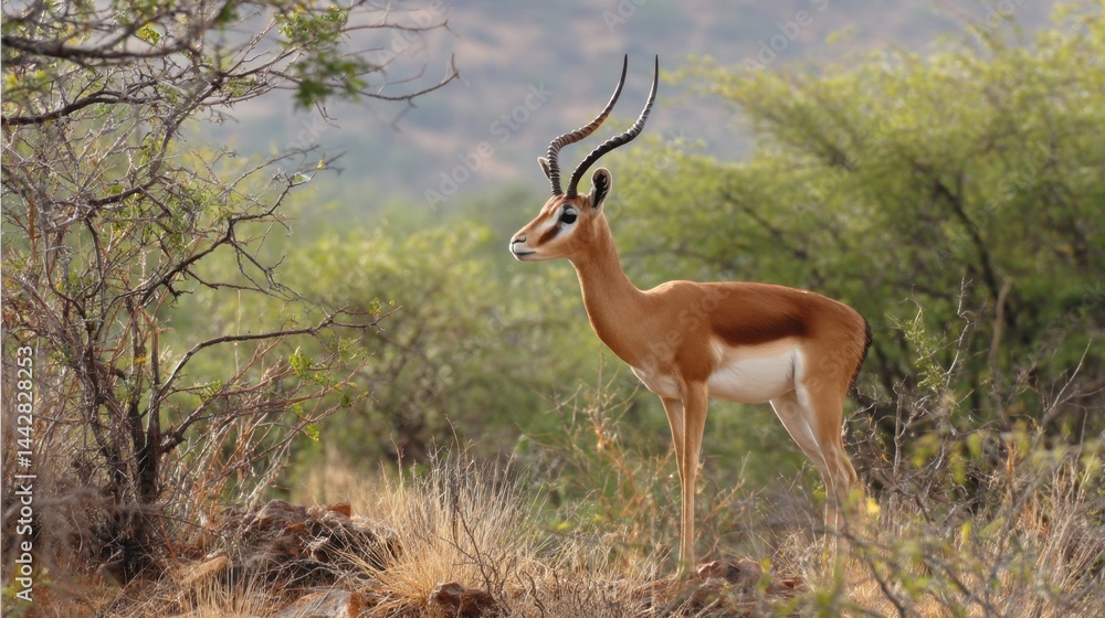 Fototapeta premium Impala Portrait: Graceful Wildlife of African Savannah